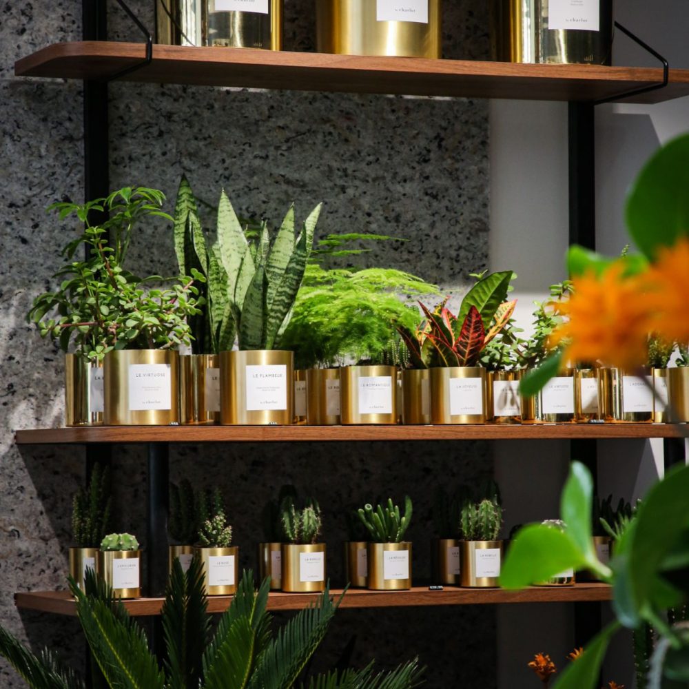 Intérieur avec plusieurs petites plantes en pot doré sur des étagères bois contre un mur en pierre, projet d'architecture retail de luxe.